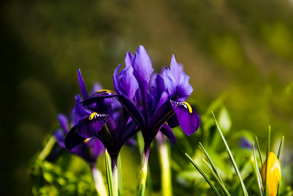 iris fleur violette