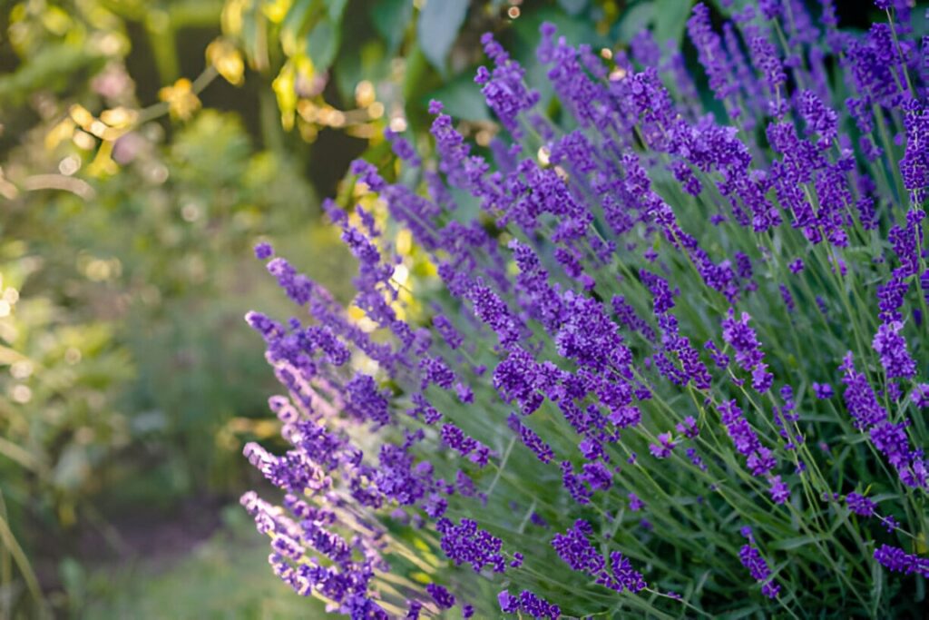 lavande fleur viollette