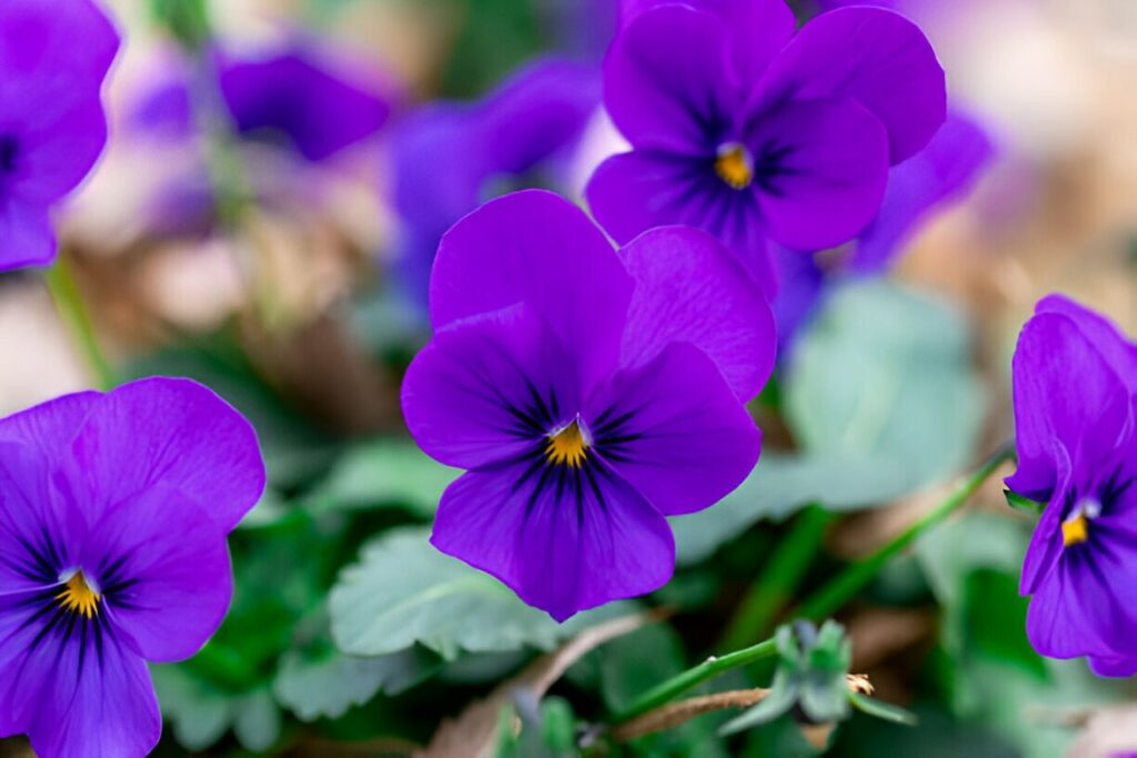 pensée fleur violette