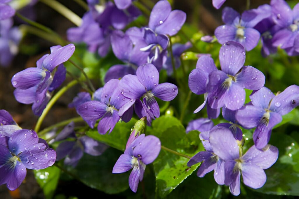 violette fleur