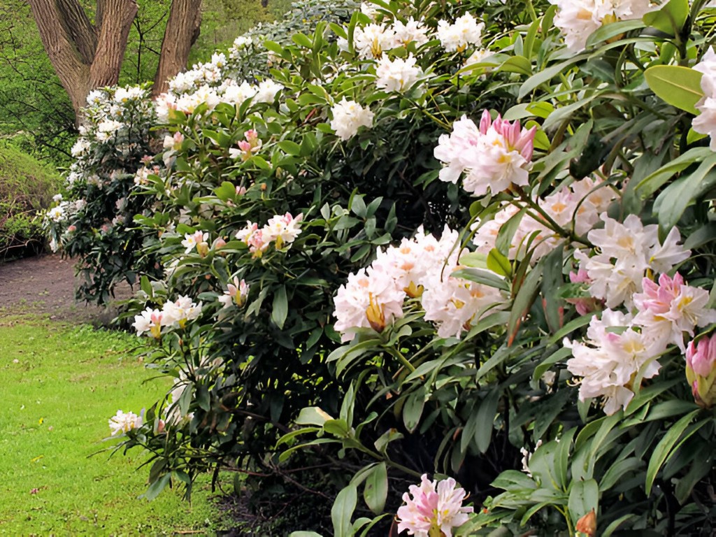 rhododendron simsii