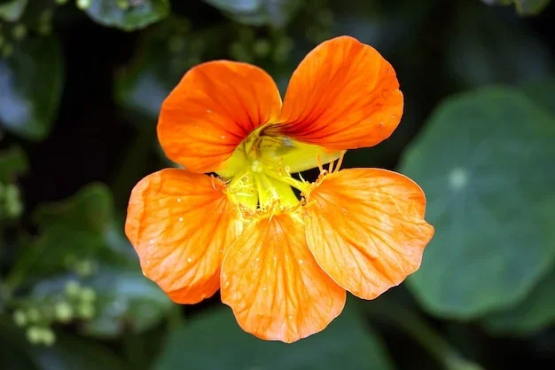 Differentes fleurs comestibles expliquant leurs saveurs légèrement poivrées