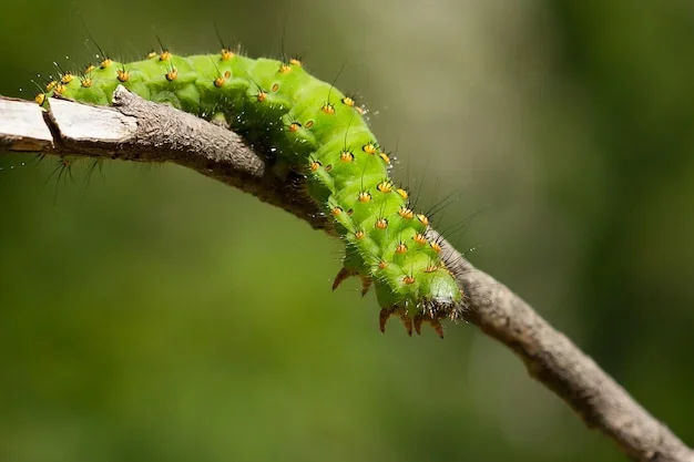 Larves de papillons et hyménoptères vertes cachées dans le feuillage