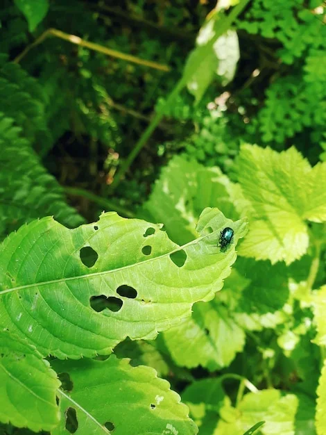 Inspecter les plantes à la recherche de signes de maladies ou de parasites