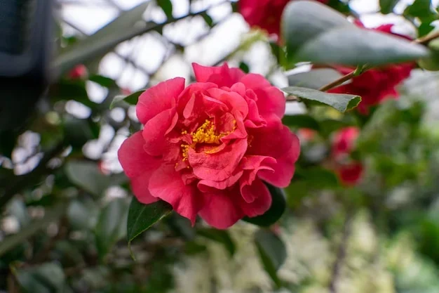 Camélia en fleur sur un toit de maison