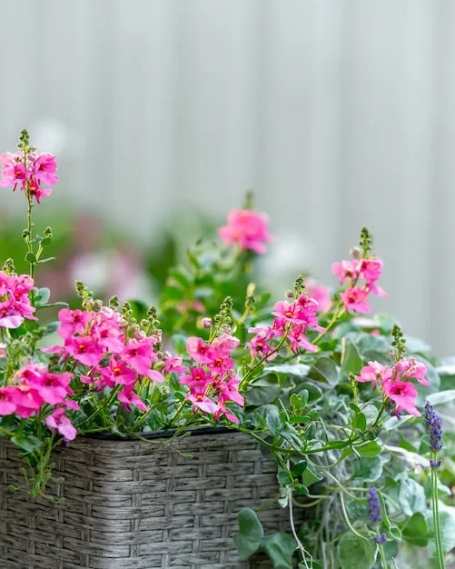 Un balcon fleuri avec une jardinière remplie de fleurs colorées