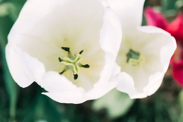Fleurs d'hellébore blanches sur un fond de neige