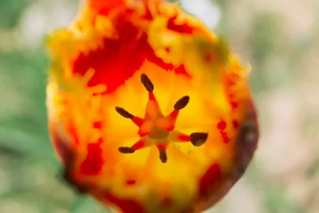 Voici une fleur comestible, délimitée par des contours nets