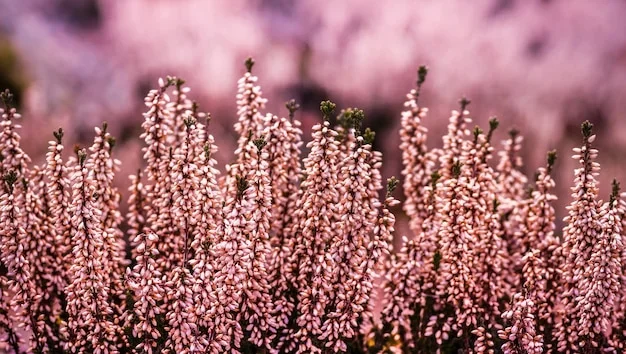 Coussins de fleurs de bruyère d'hiver en rose et mauve sur un fond verdoyant