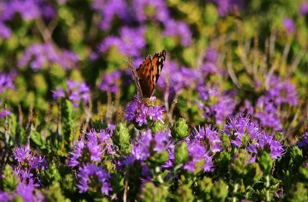 Prairies fleuries dans un jardin paysager