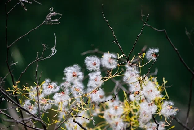 Fleurs blanches et crème de chèvrefeuille d'hiver sur un arbre en fleur