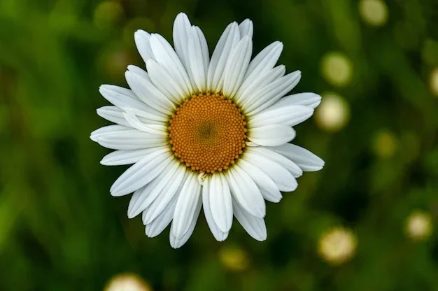 Pétale de marguerite ouverte sur un fond de fleurs