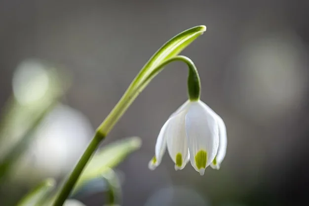 Fleurs de perce-neige blanches sous la neige