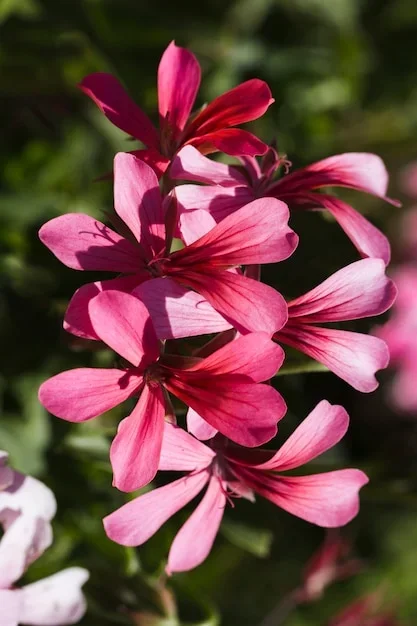 Cyclamen coum en fleurs roses sur un sol ombragé