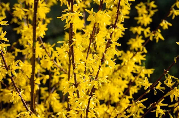 Fleurs jaunes de mahonia sur un arbre de 4 mètres de hauteur