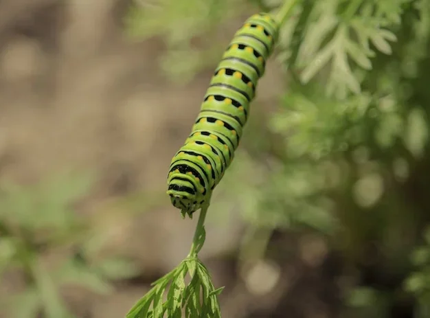 Pestes de chenilles sur les feuilles de plantes