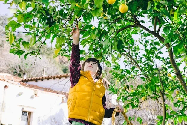 mon citronnier perd ses feuilles