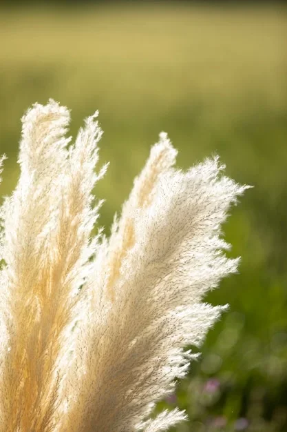 tailler-lherbe-de-la-pampa