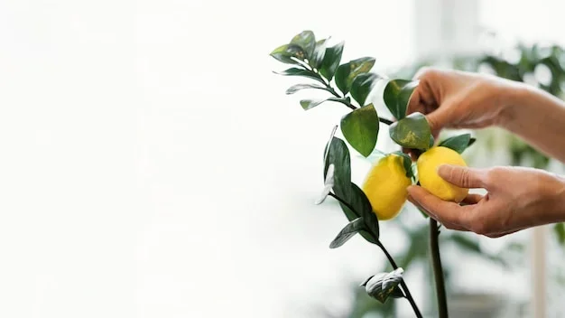 mon citronnier perd ses feuilles