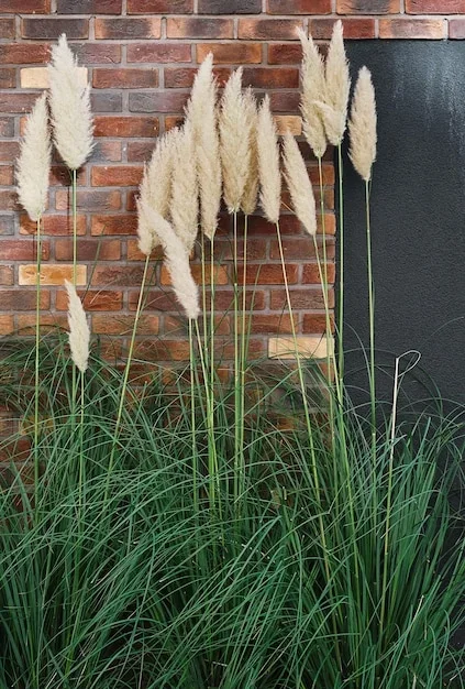 tailler-lherbe-de-la-pampa