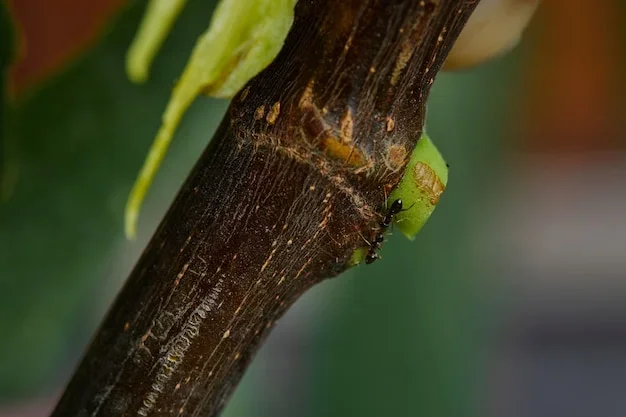 mon citronnier perd ses feuilles