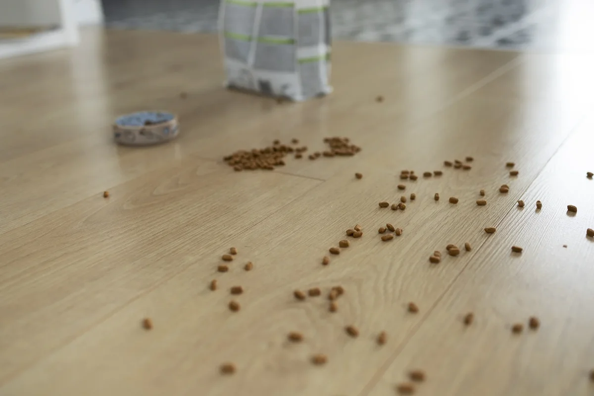 lutter contre les puces dans une maison
