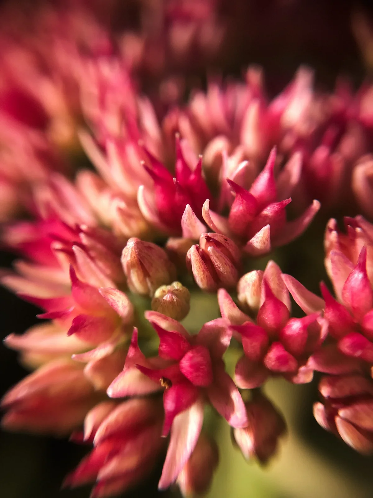 plantes grasses