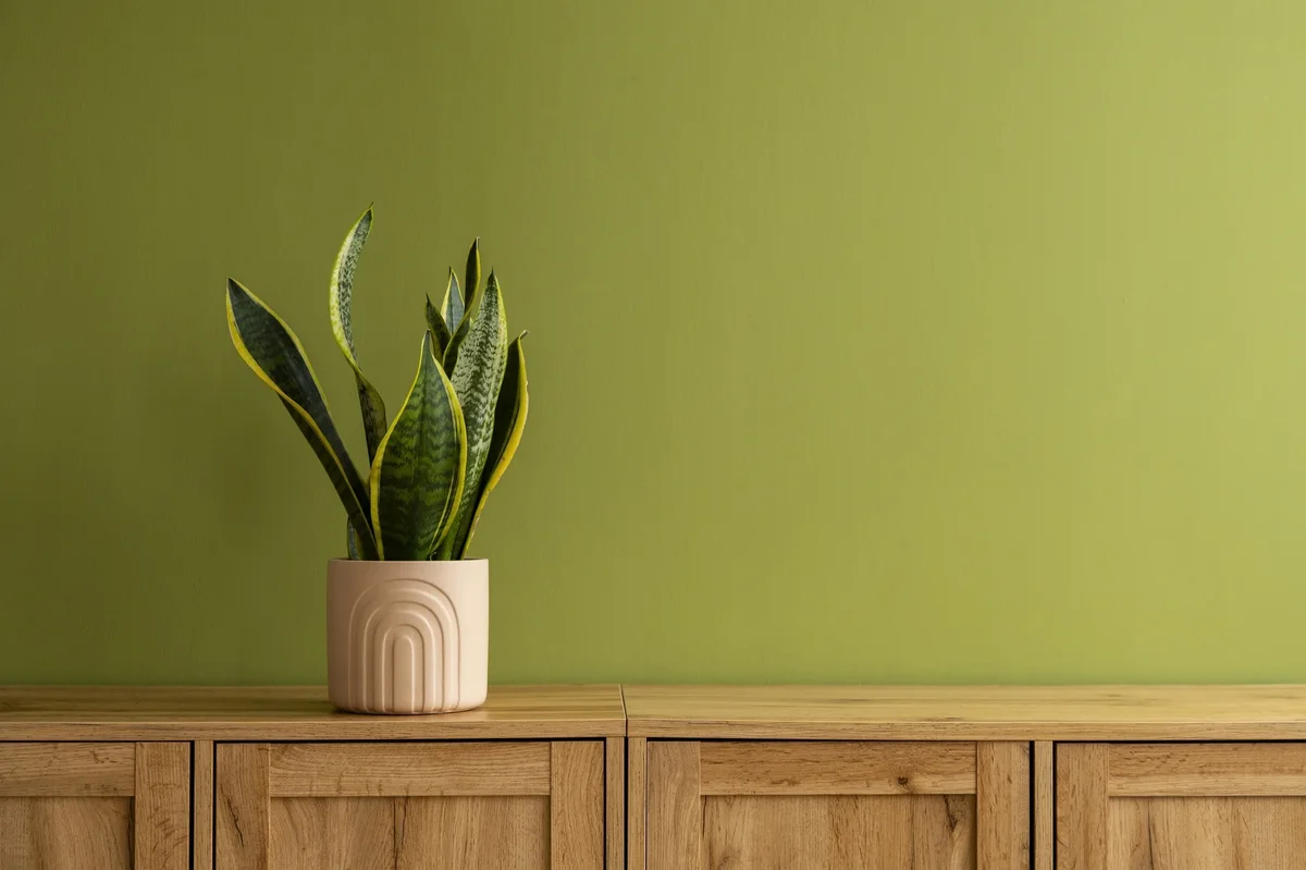 vert anis maison 