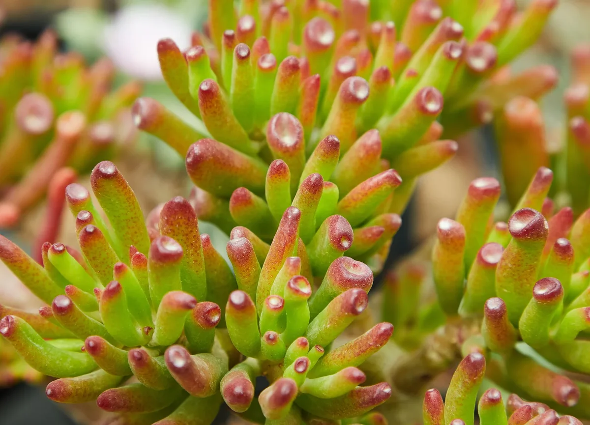 plantes grasses
