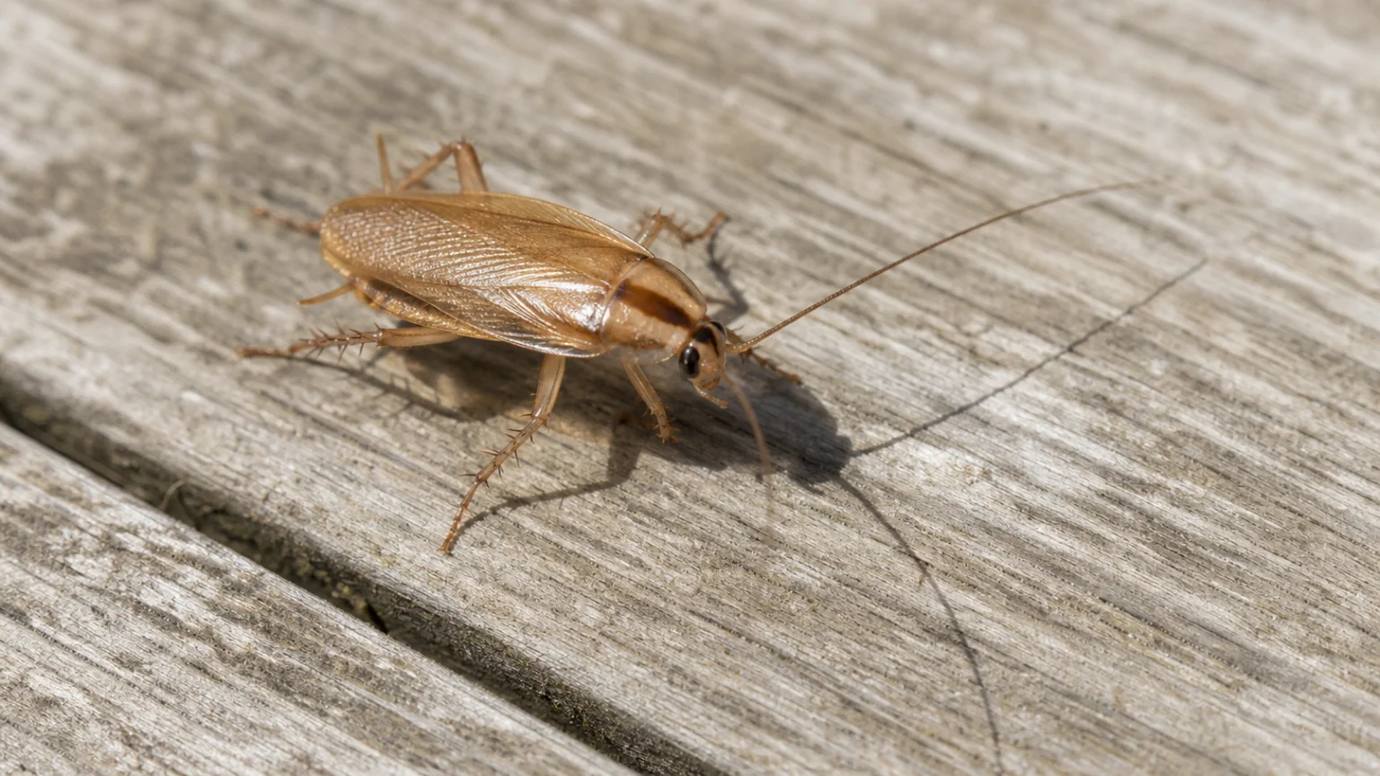 Petit insecte brun clair marchant en plein jour sur une lame de terrasse en bois