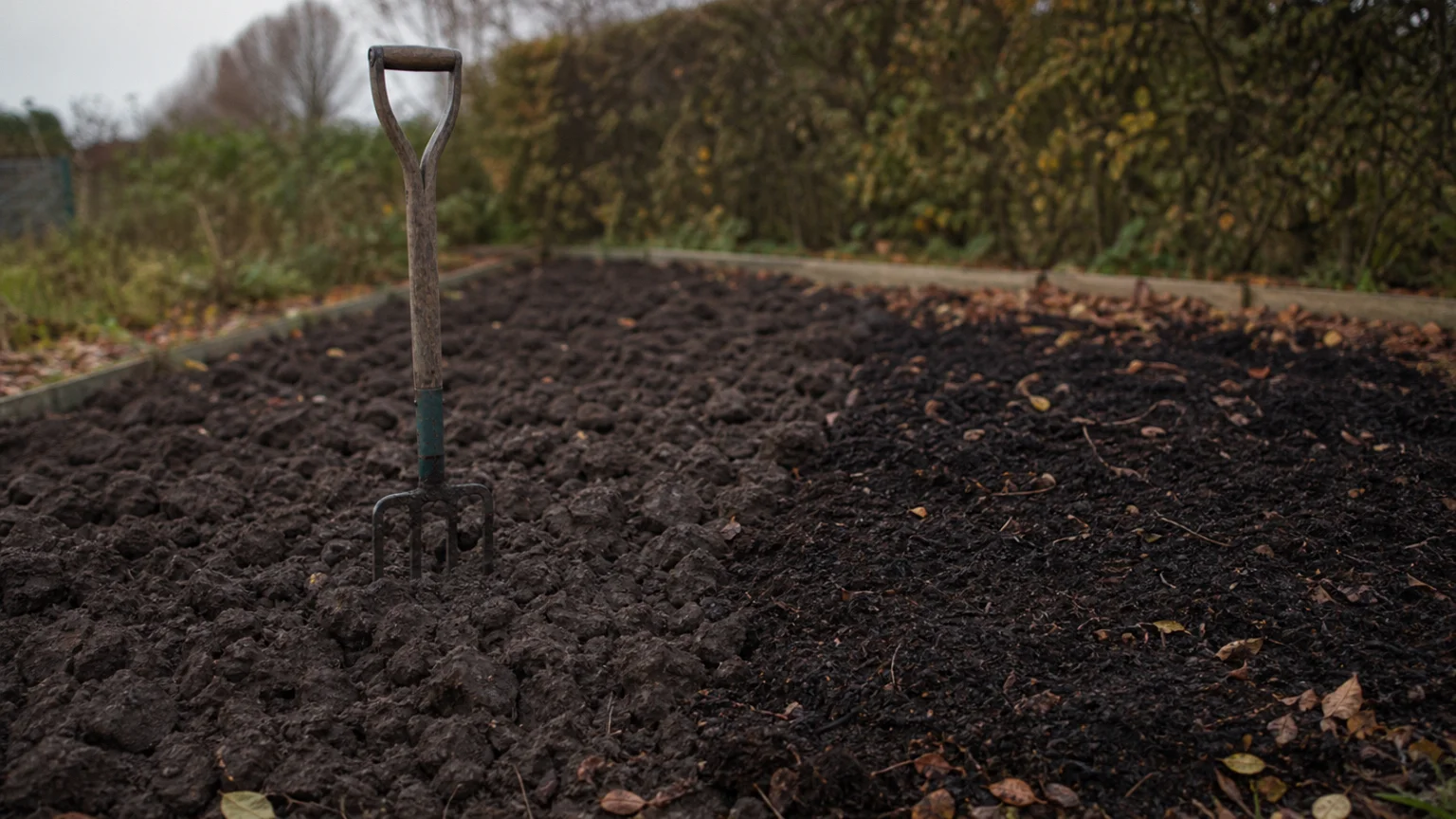 Planche de potager retournée et enrichie de compost en automne