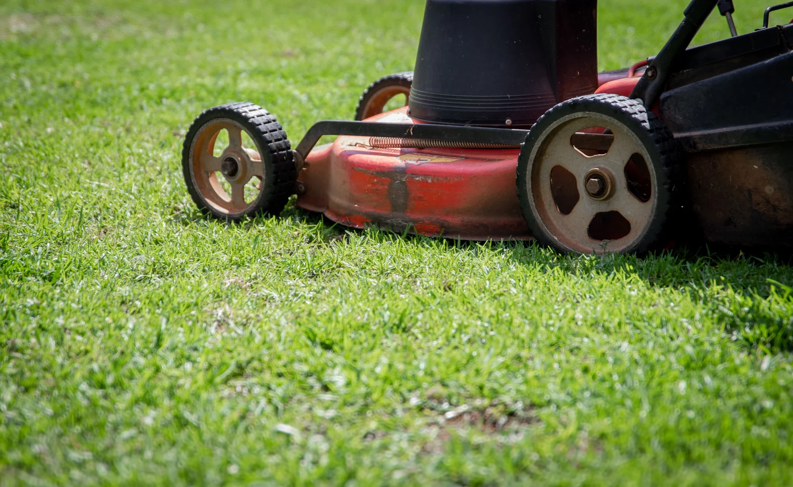 Tondeuse coupant une herbe haute lors de la première tonte